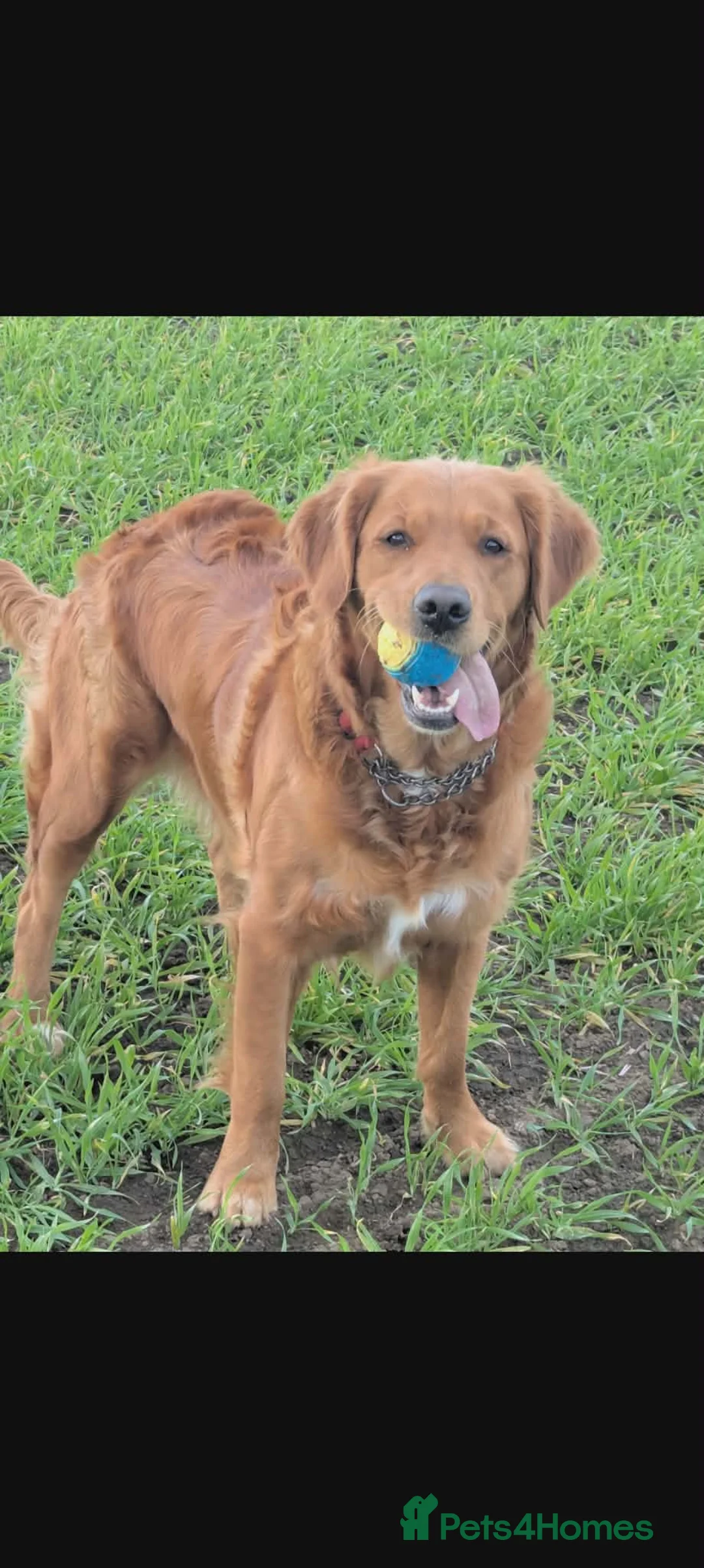Golden Retriever dogs for sale: Dark golden retriever puppies. Repeat mating  - Advert 2