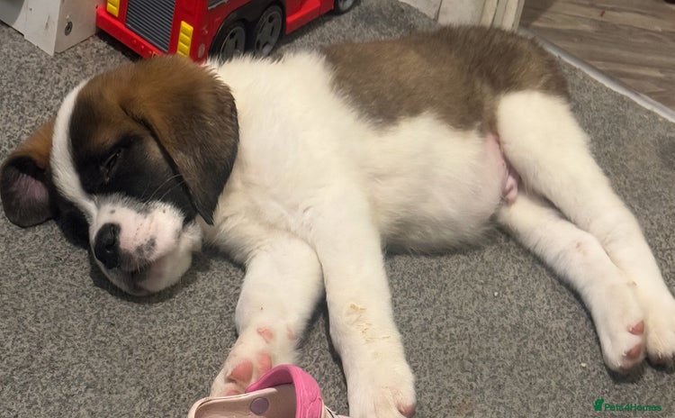 Saint Bernard dogs in Malvern - Advert 1