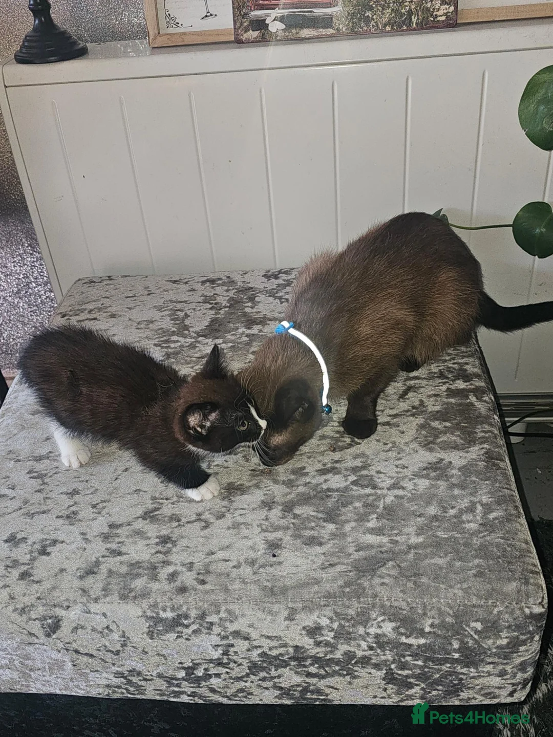 Mixed Breed cats for sale: Little jim - Advert 2