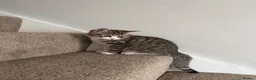 British Shorthair cats for sale: Female Kittens - Delivery available  - Advert 5