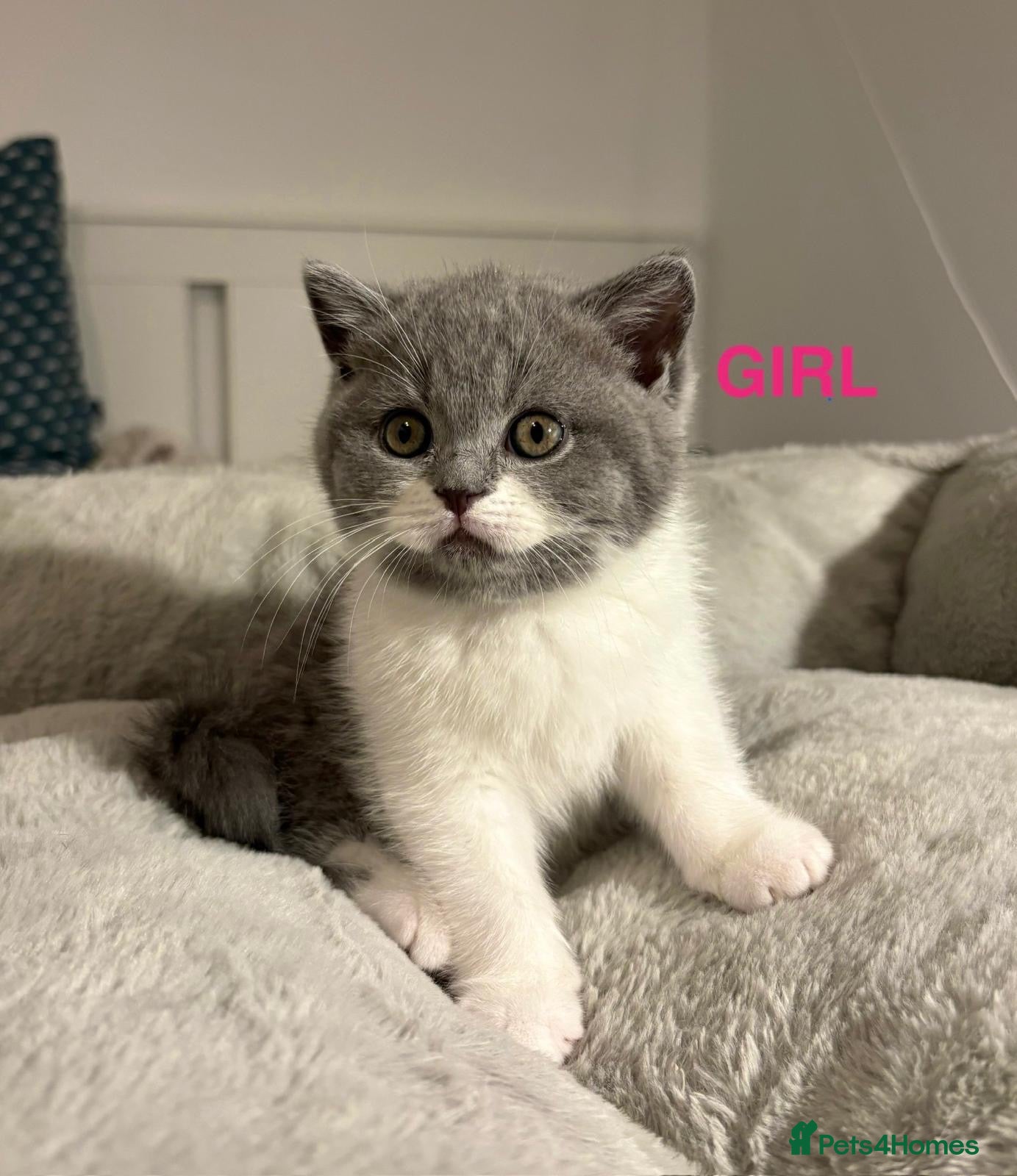 British Shorthair cats 🩷💙💜🧡♥️ BSH kittens - Advert 10