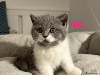 British Shorthair cats 🩷💙💜🧡♥️ BSH kittens - Advert 10