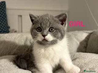 British Shorthair cats 🩷💙💜🧡♥️ BSH kittens - Advert 1