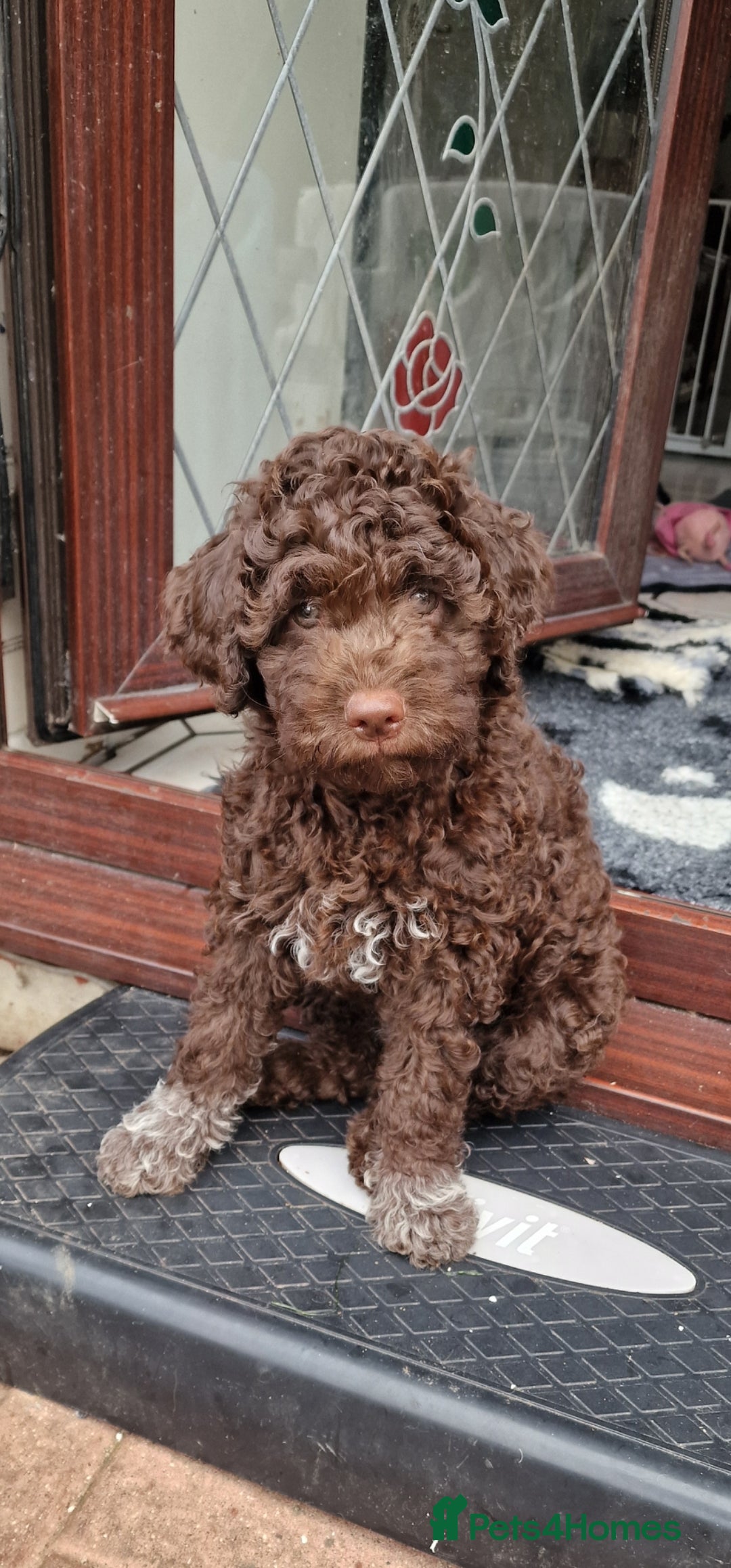Lagotto Romagnolo dogs for sale: KC reg, Lagotto Romagnolo, LAST GIRL - Advert 11