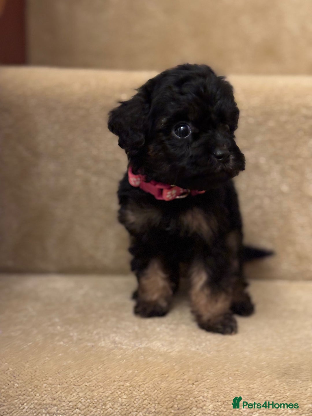 Cavapoo dogs for sale: F1A Cavapoos - Advert 23