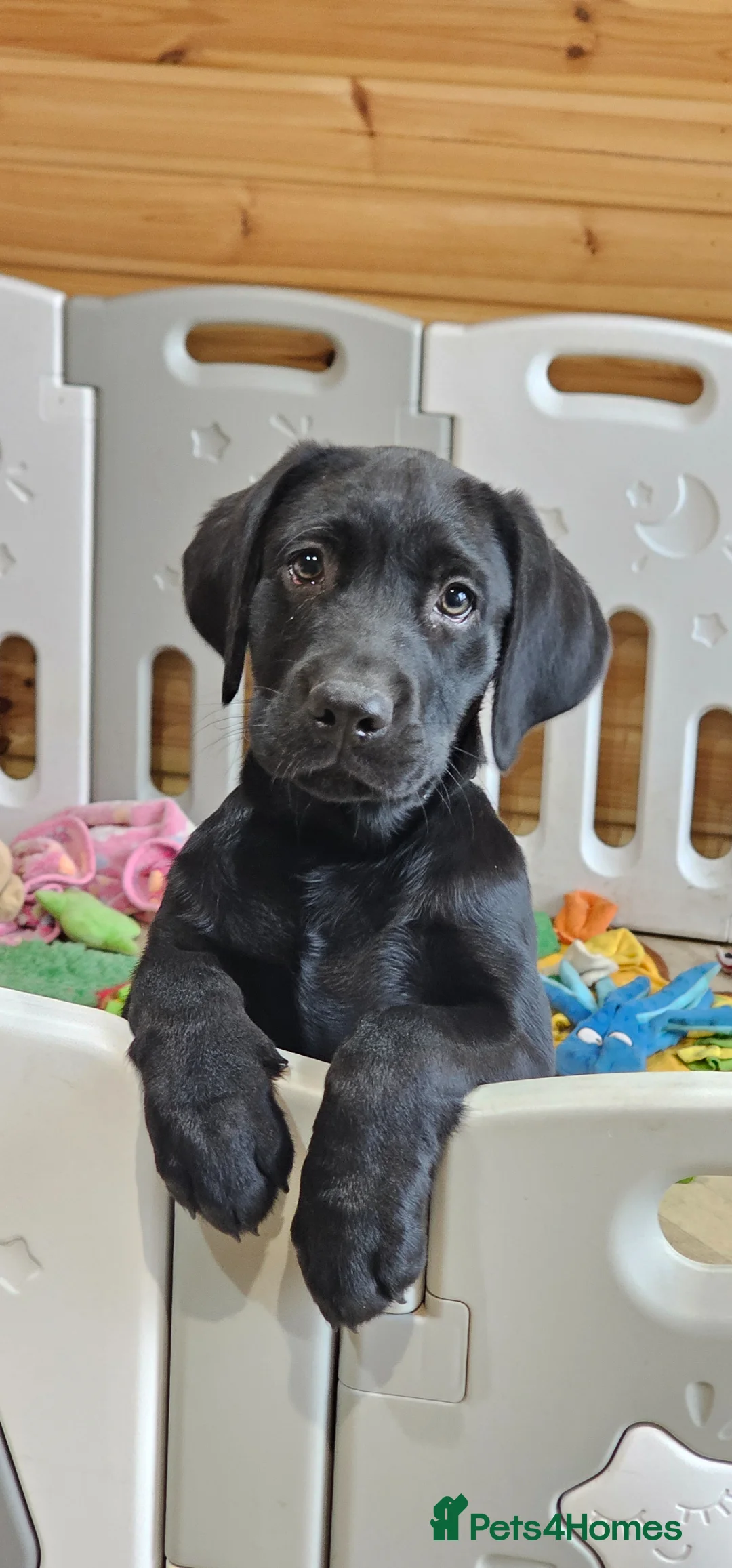 Labrador Retriever dogs for sale: 1 BLACK BOY AVAILABLE. HEALTH TESTED PARENTS - Advert 2