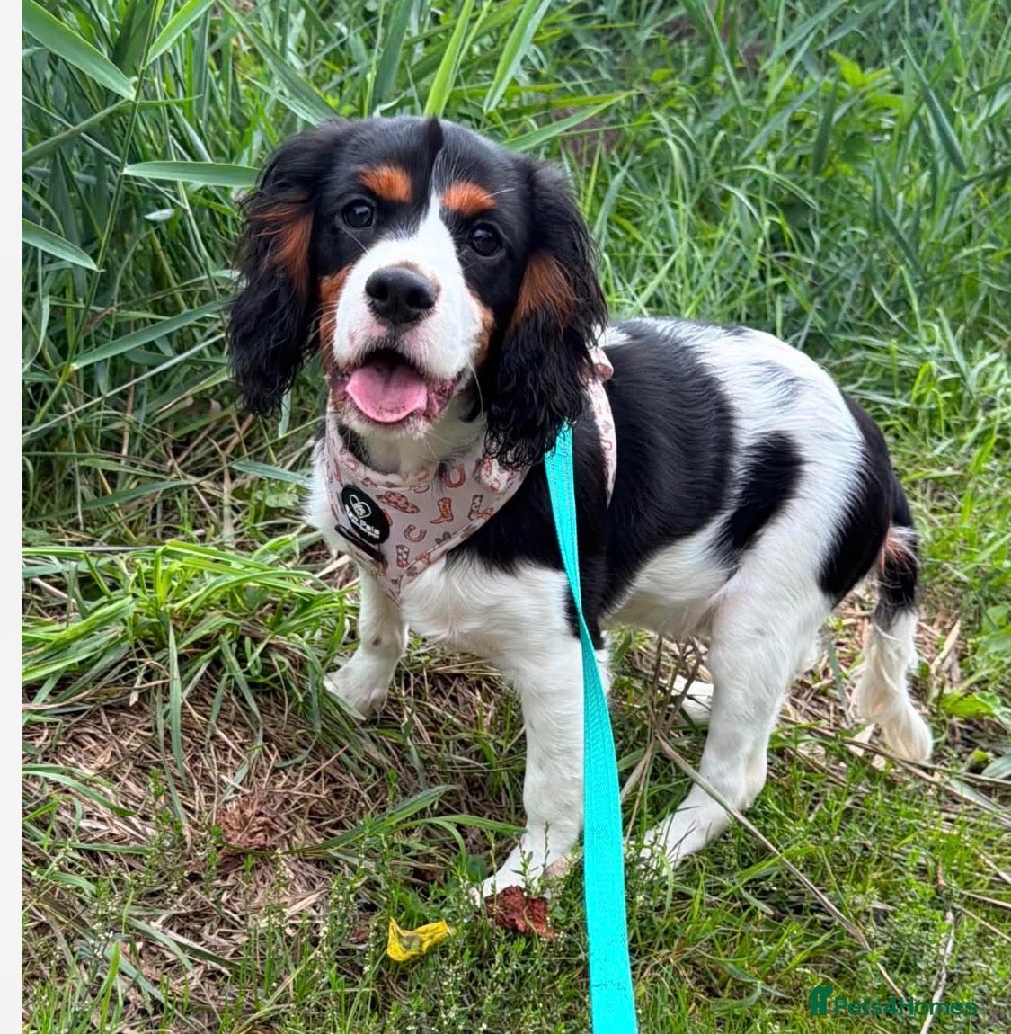 Cavalier King Charles Spaniel dogs Stunning KC registered tri girls - Advert 1