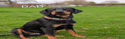 Mixed Breed dogs for sale: Lithuanian Hound puppies looking forever home in Peterborough - Advert 4