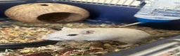 Gerbil rodents for sale: Pair or lady gerbils in Burton-on-Trent - Advert 6
