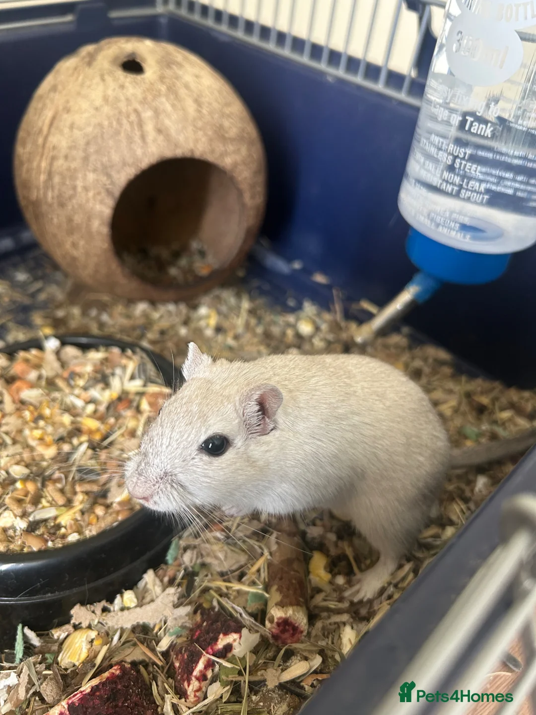 Gerbil rodents for sale: Pair or lady gerbils in Burton-on-Trent - Advert 6