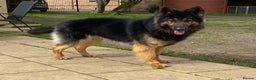 German Shepherd dogs for stud: KC Reg Shadow fully Health Tested at stud in Wisbech - Advert 6