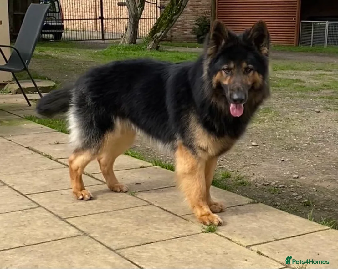 German Shepherd dogs for stud: KC Reg Shadow fully Health Tested at stud in Wisbech - Advert 6
