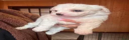 Mixed Breed dogs for sale: Bichon Maltese puppies - Advert 11