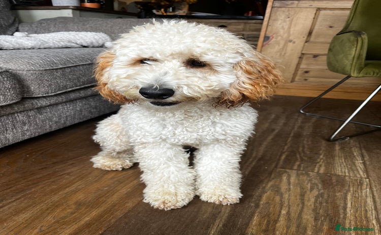 Cavapoo dogs - Advert 2