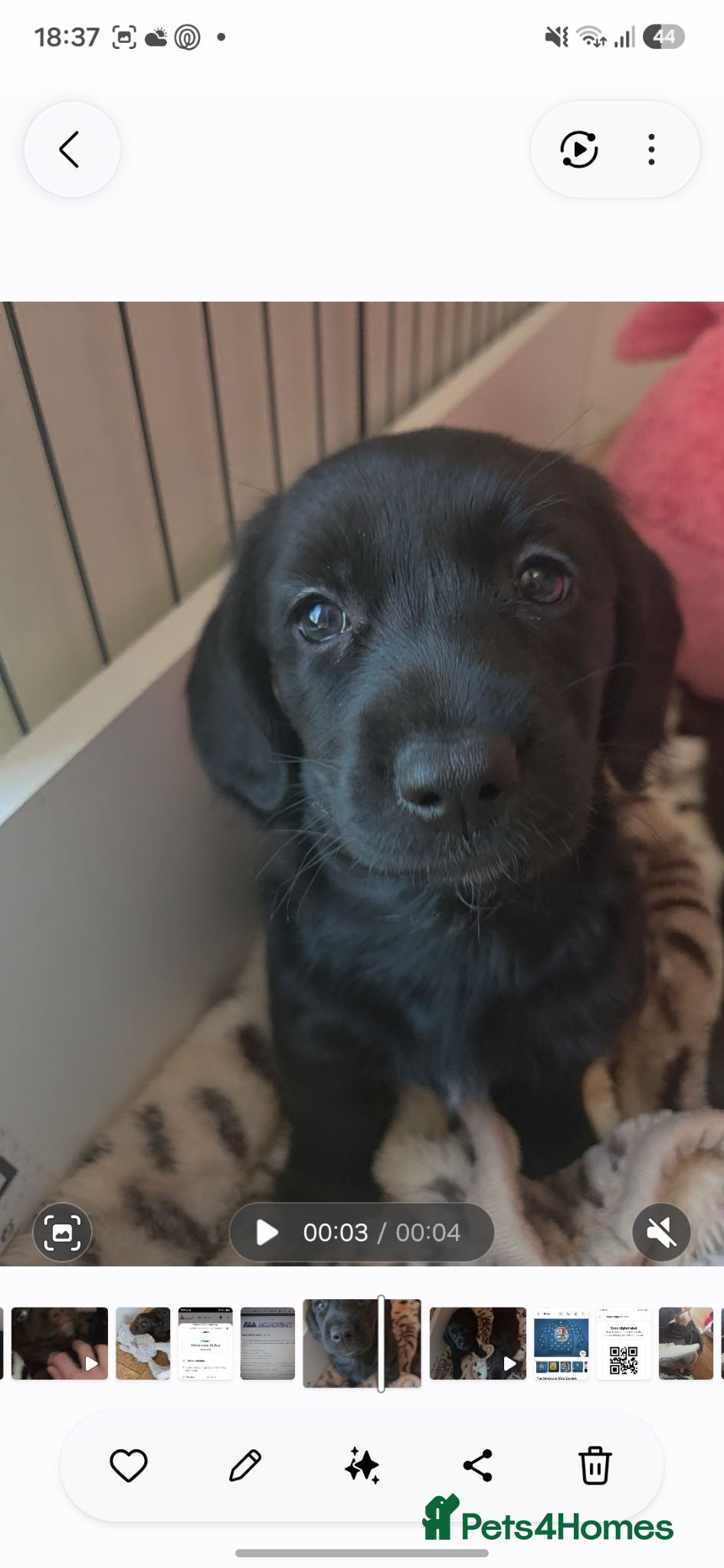 Mixed Breed dogs Cockadors for sale only 3 left - Advert 2