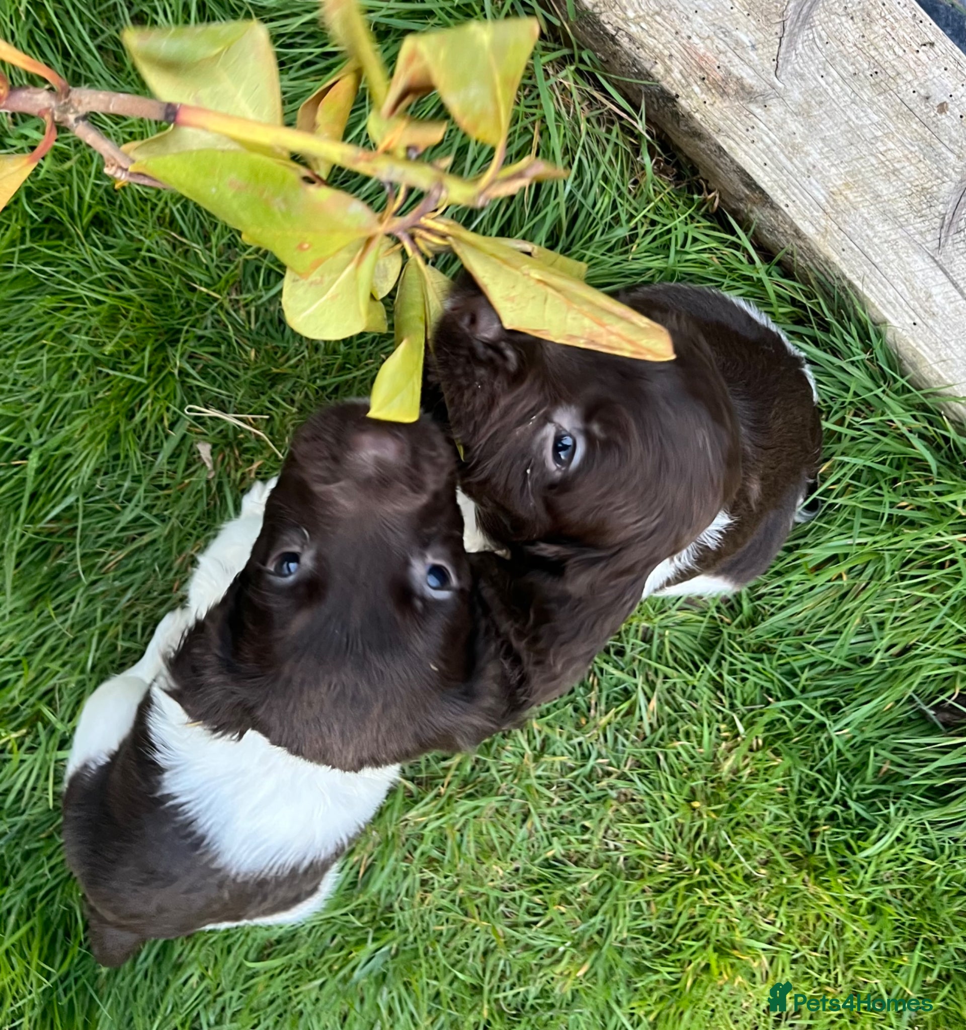 English Springer Spaniel dogs KC reg Springer Spaniels - Advert 1