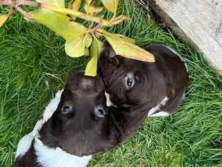 English Springer Spaniel dogs KC reg Springer Spaniels - Advert 1