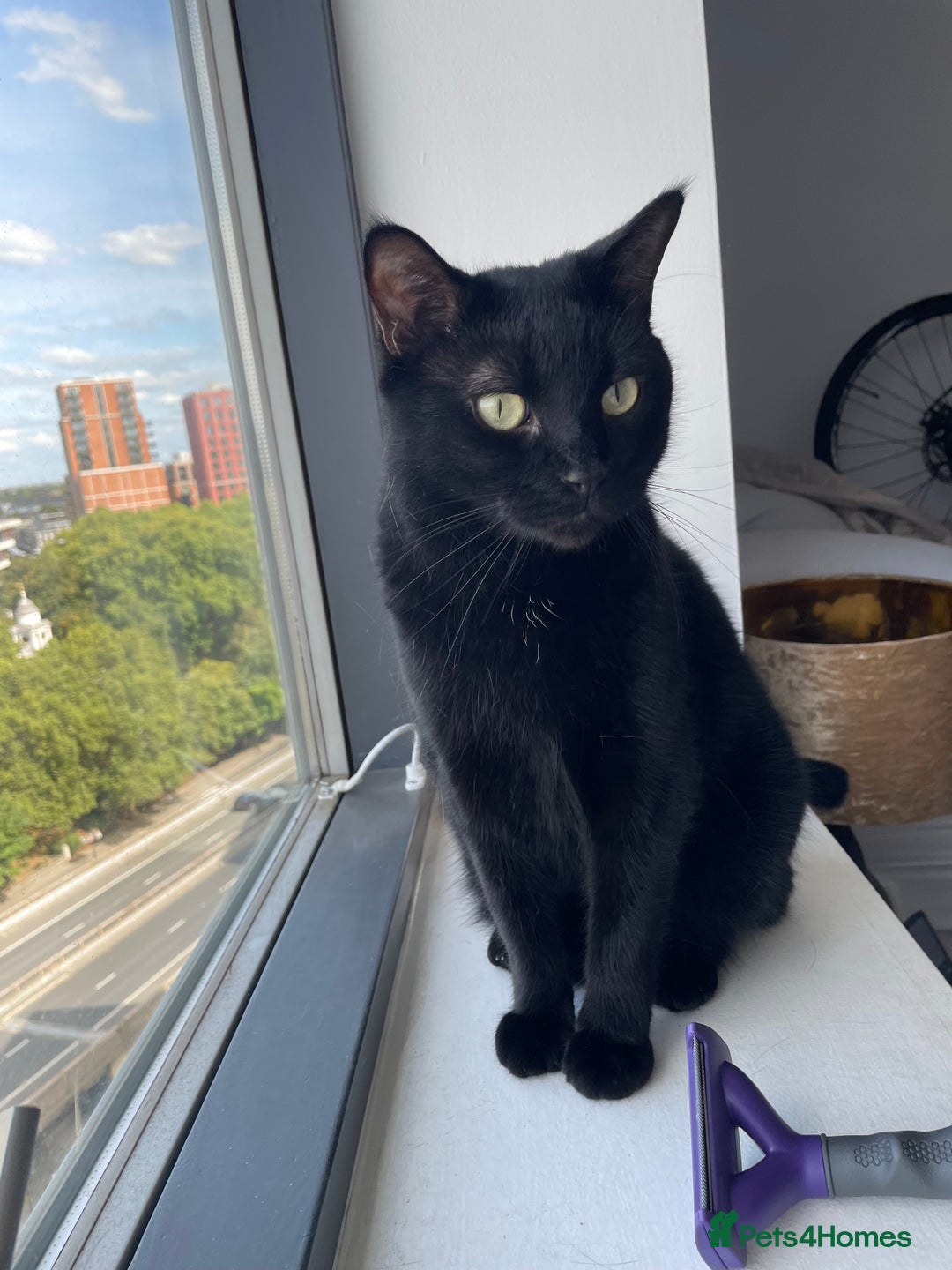 Mixed Breed cats for sale: Loving 4 Year Old Cat Looking for a Forever Home - Image 5