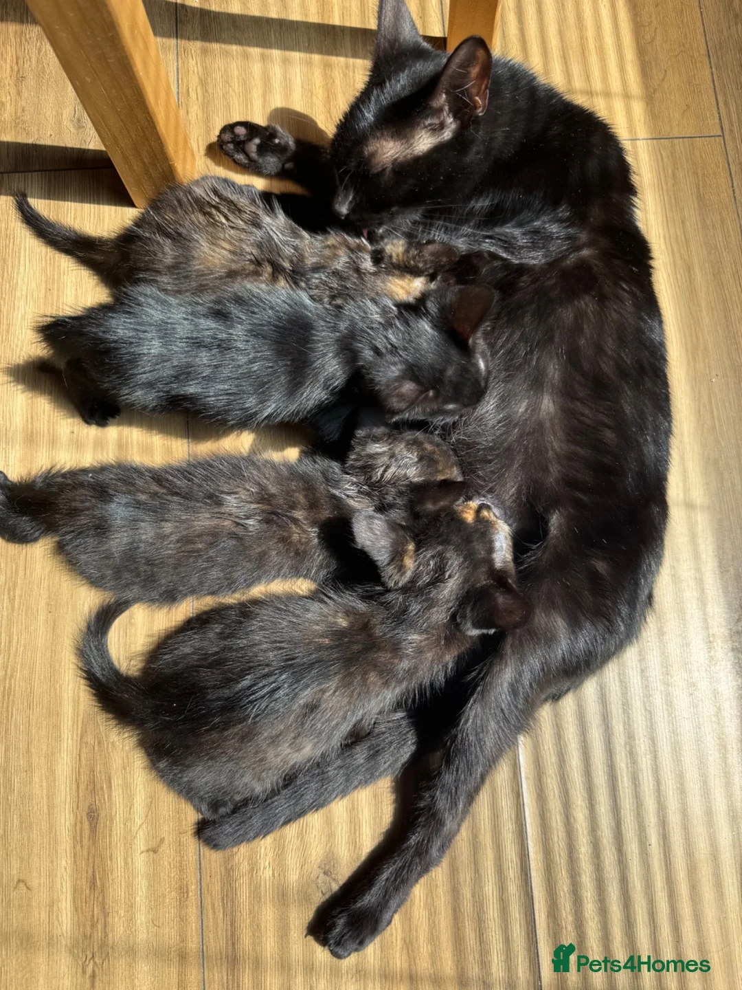 Mixed Breed cats for sale: Mixed breed kittens in Carlisle - Advert 1