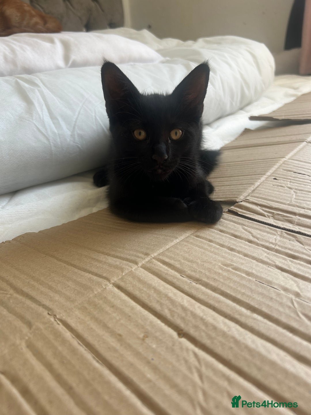 Mixed Breed cats for sale: Female black kitten  - Image 1