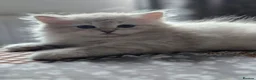 Siberian cats for sale: Siberian Neva Masquerad kitten - Advert 7