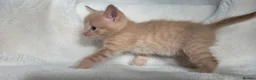 British Shorthair cats for sale: MIXED British Shorthair - Advert 23