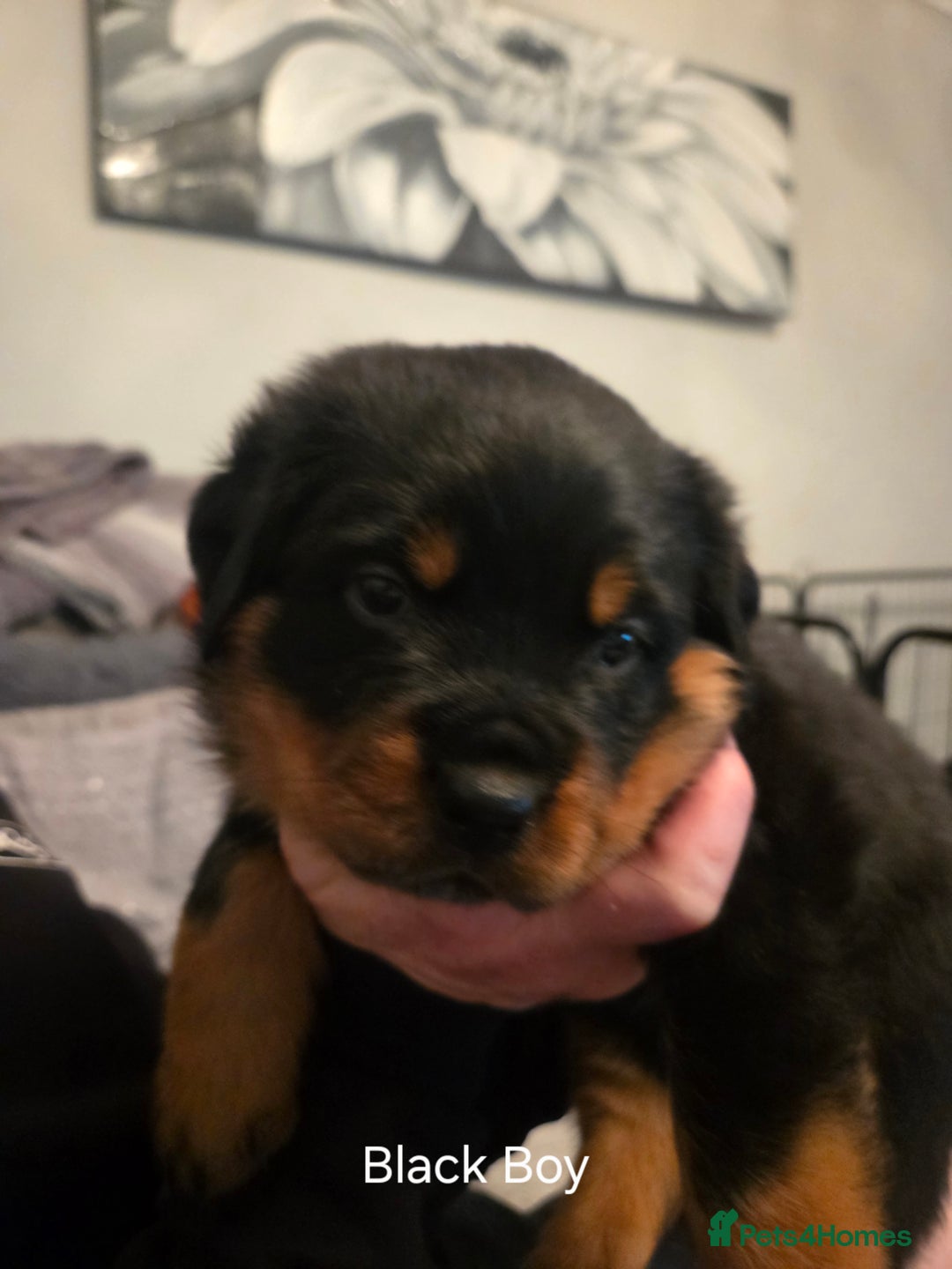 Rottweiler dogs for sale: ***Ready Now*** KC Registered Rottweiler Puppies - Advert 31