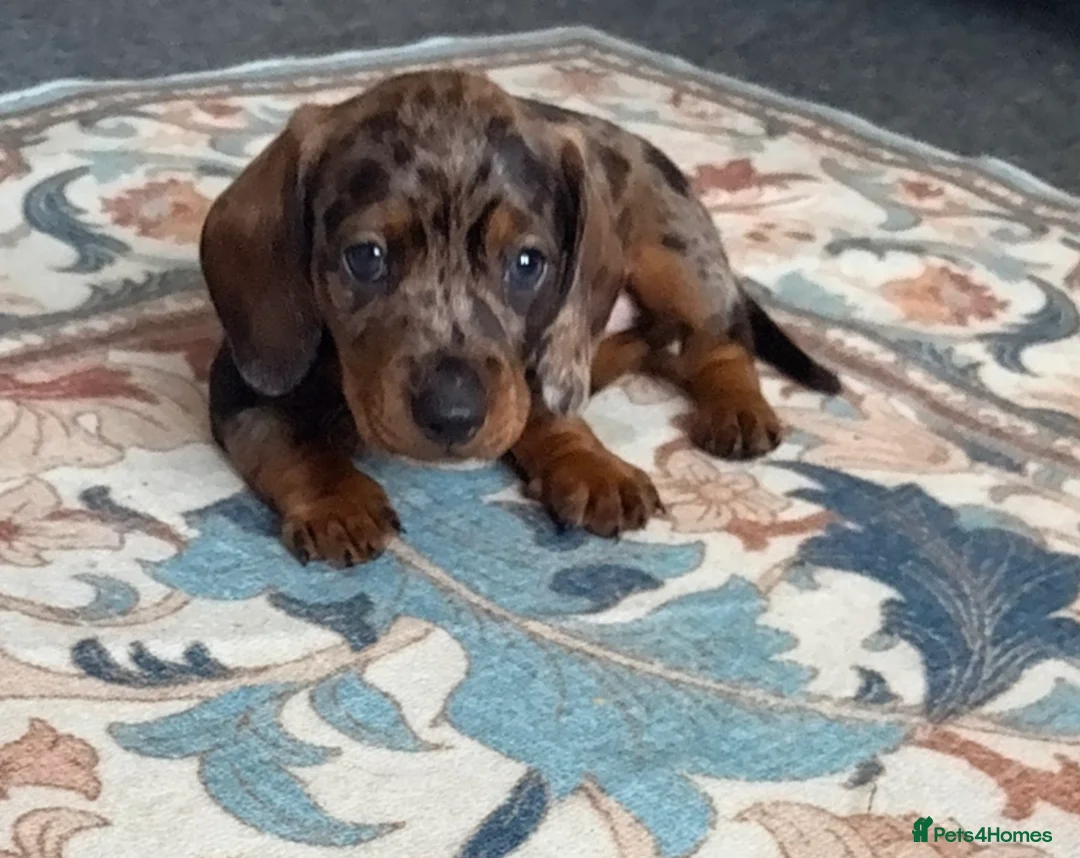 Dachshund dogs for sale: Dachshund adorable male Trio - Advert 12
