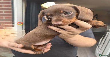 Miniature Dachshund dogs - Advert 2