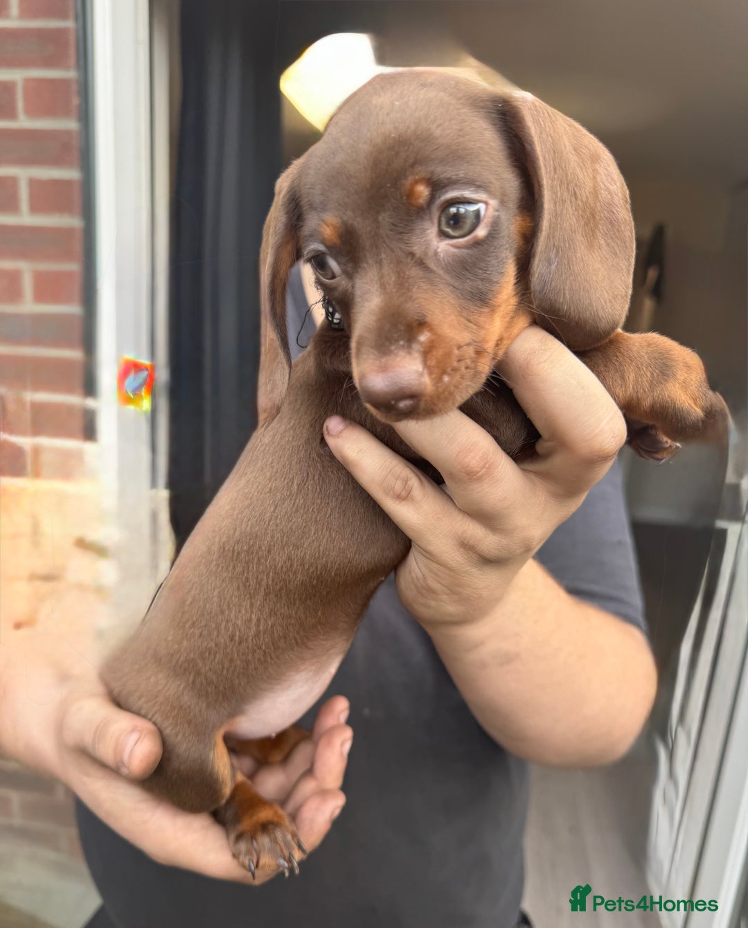 Miniature Dachshund dogs for sale: stunning KC miniature dachshunds  - Image 3