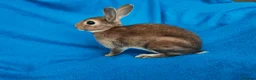 Rex rabbits for sale: Mini rex rabbits - Advert 8