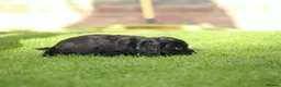 Cocker Spaniel dogs for sale: Beautiful pups in Durham - Advert 11
