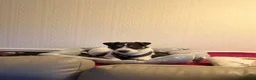 Parson Russell dogs for sale: Parsons Terrier - Advert 4