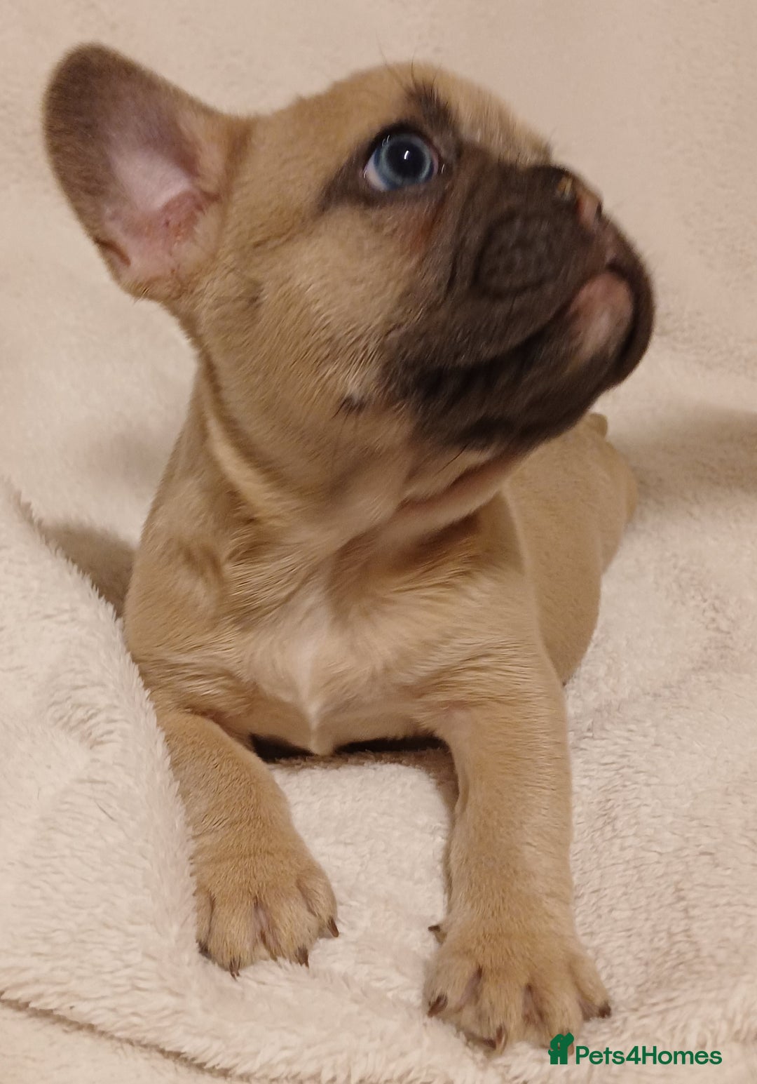 French Bulldog dogs for sale: Beautiful litter of amazing babies  - Advert 15
