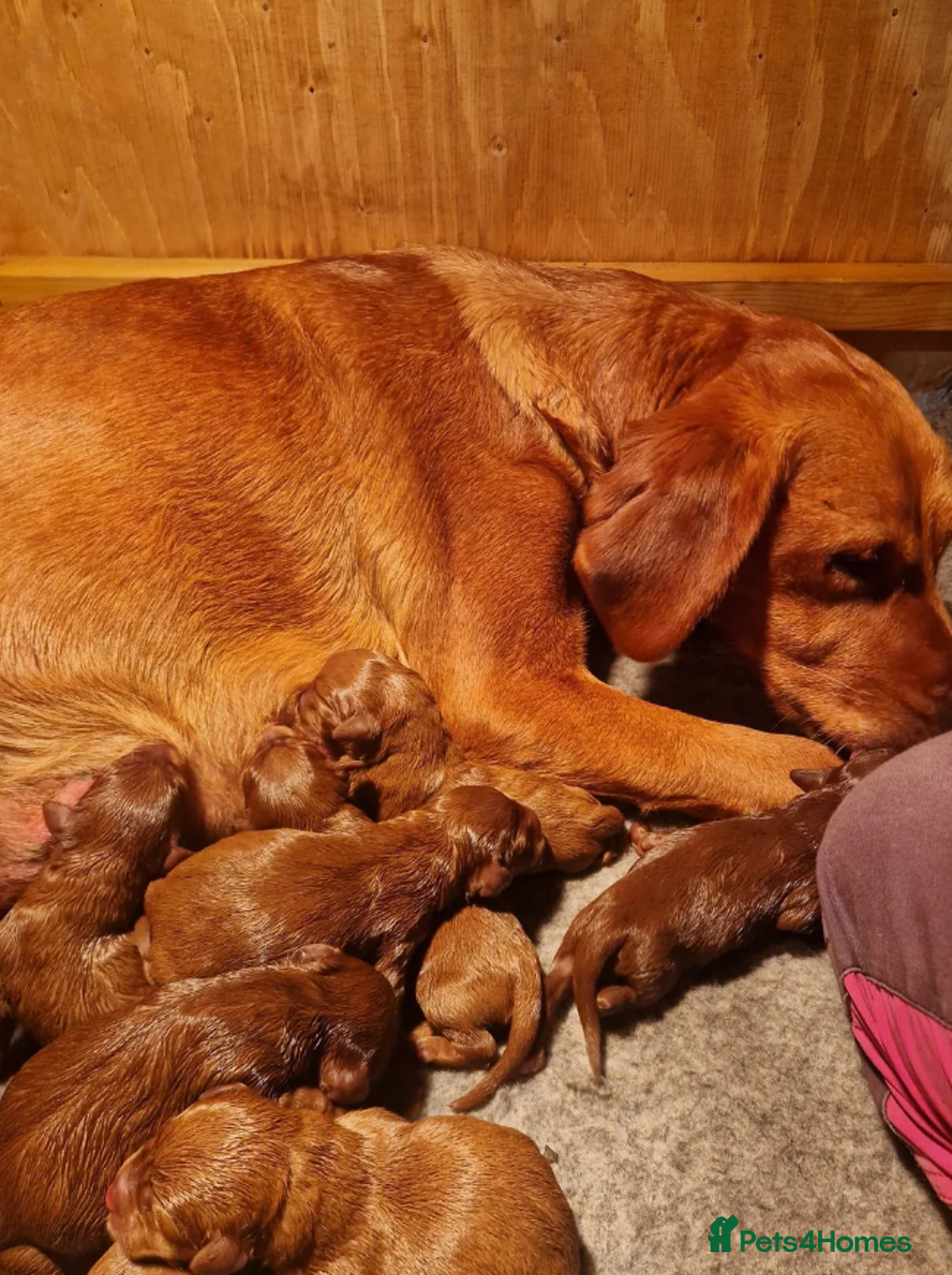 Labradoodle dogs for sale: The Darkest Fox Red Doodles. - Image 2