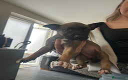 Belgian Shepherd Dog dogs for sale: Belgian Malis for sale  - Image 1