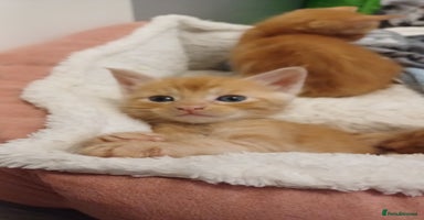 Maine Coon cats - Advert 3