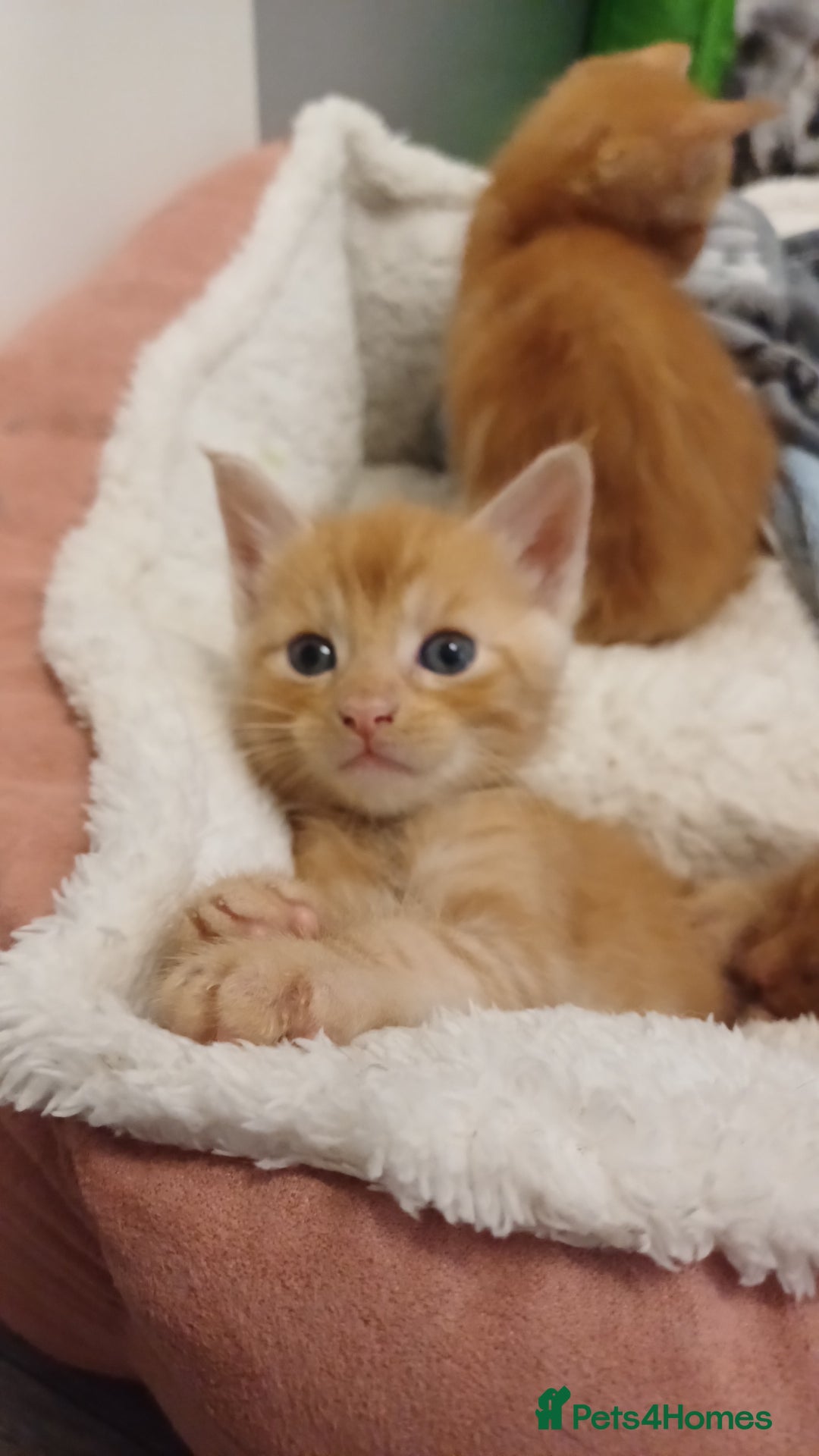 Maine Coon cats for sale: 5 chunky male, 1 female maine coon - Image 3