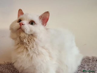 Munchkin cats Handsome munchkin - Advert 3