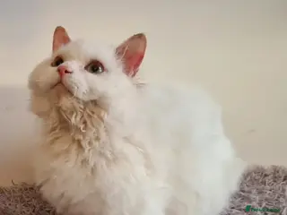 Munchkin cats Handsome munchkin - Advert 1