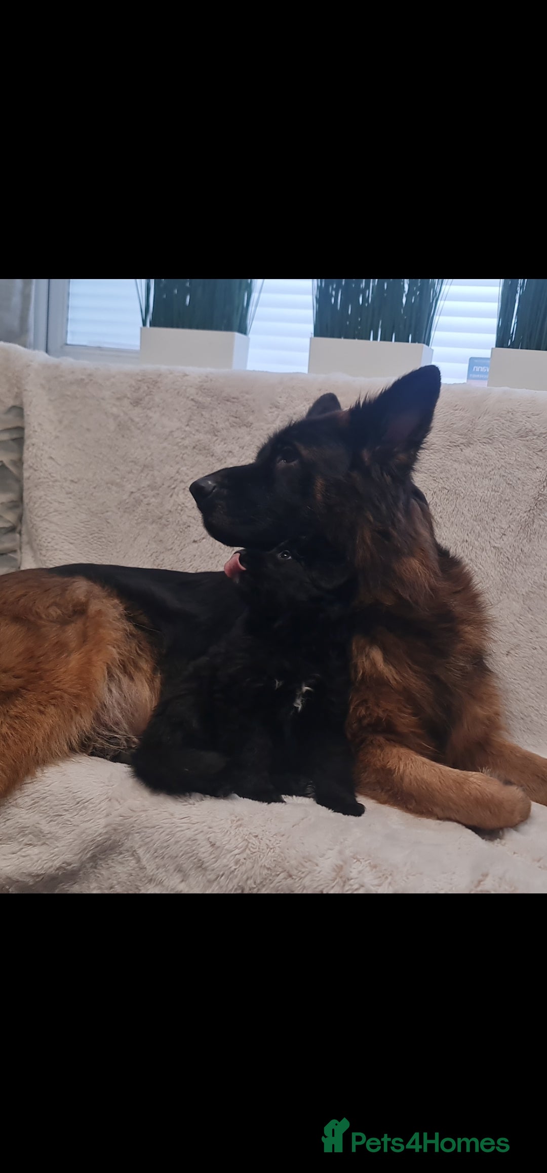 German Shepherd dogs for sale: KC, Top Quality Long Hair GSD Puppies  - Advert 5