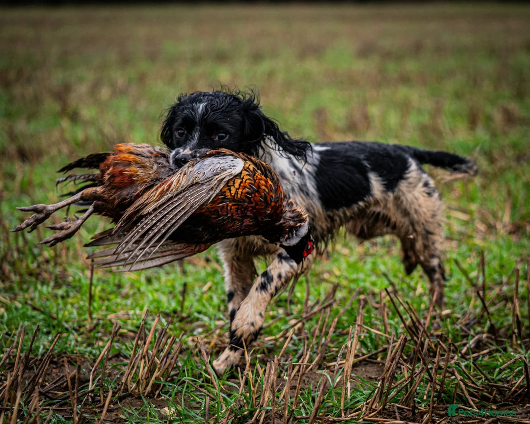 English Springer Spaniel dogs for stud: Exciting English Springer Spaniel for Stud - Advert 10