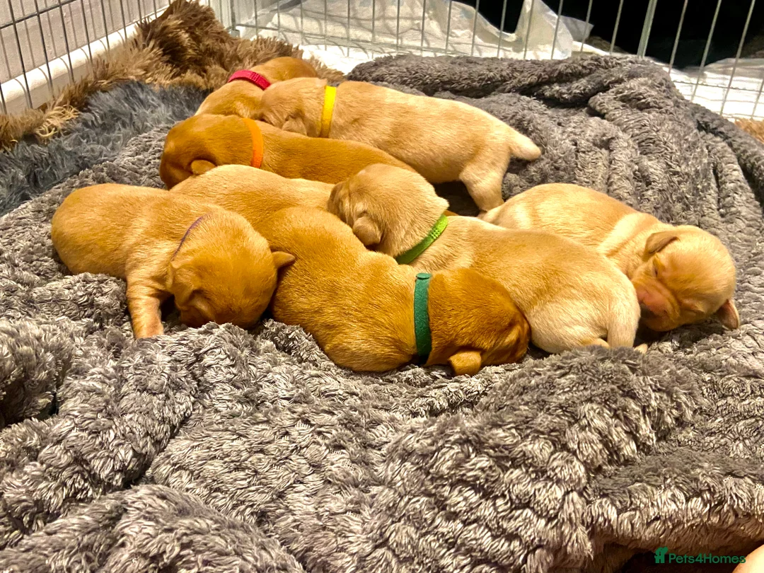 Labrador Retriever dogs for sale: 9 pups Only 4 left, All beautiful boys born 19/01 - Advert 3
