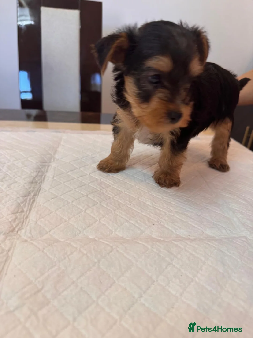 Yorkshire Terrier dogs for sale: Tiny Yorkie Puppies – 2 Girls & 1 Boy Ready Soon  - Advert 10