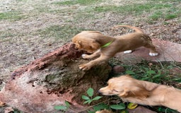 Cocker Spaniel dogs for sale: Stunning Working Cocker Spaniel Puppies - Image 23
