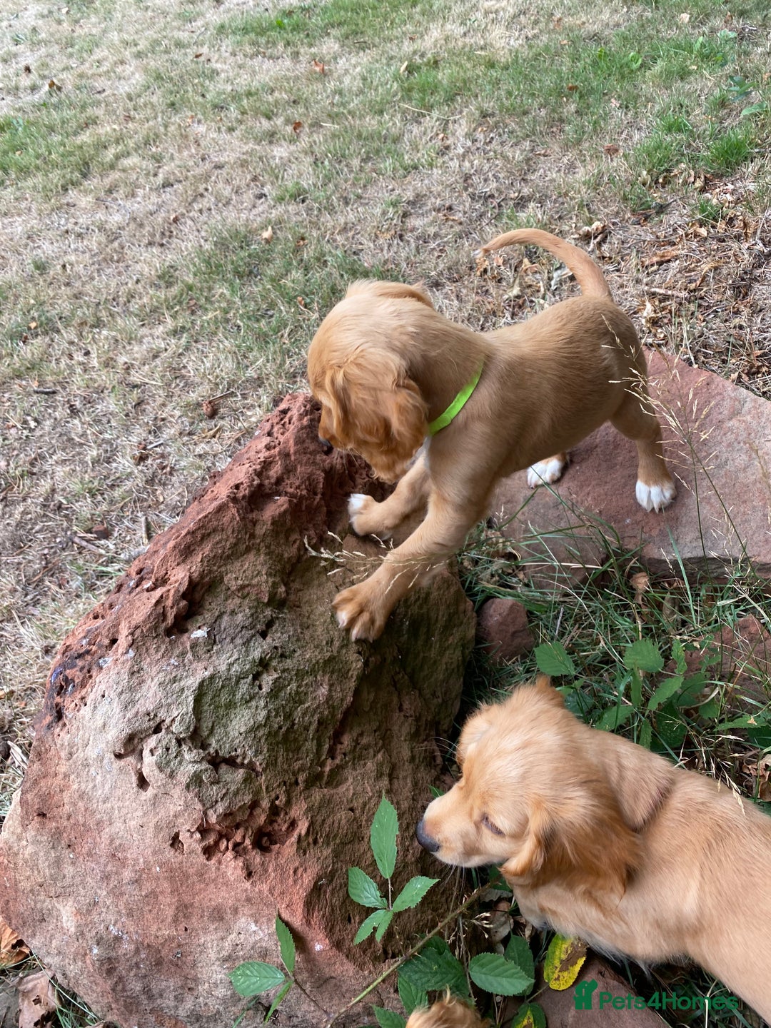Cocker Spaniel dogs for sale: Stunning Working Cocker Spaniel Puppies - Image 23