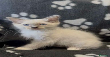 Ragdoll cats - Advert 5