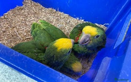Parrots birds for sale: STUNNING BABY DOUBLE YELLOW HEADED AMAZONS - Image 8
