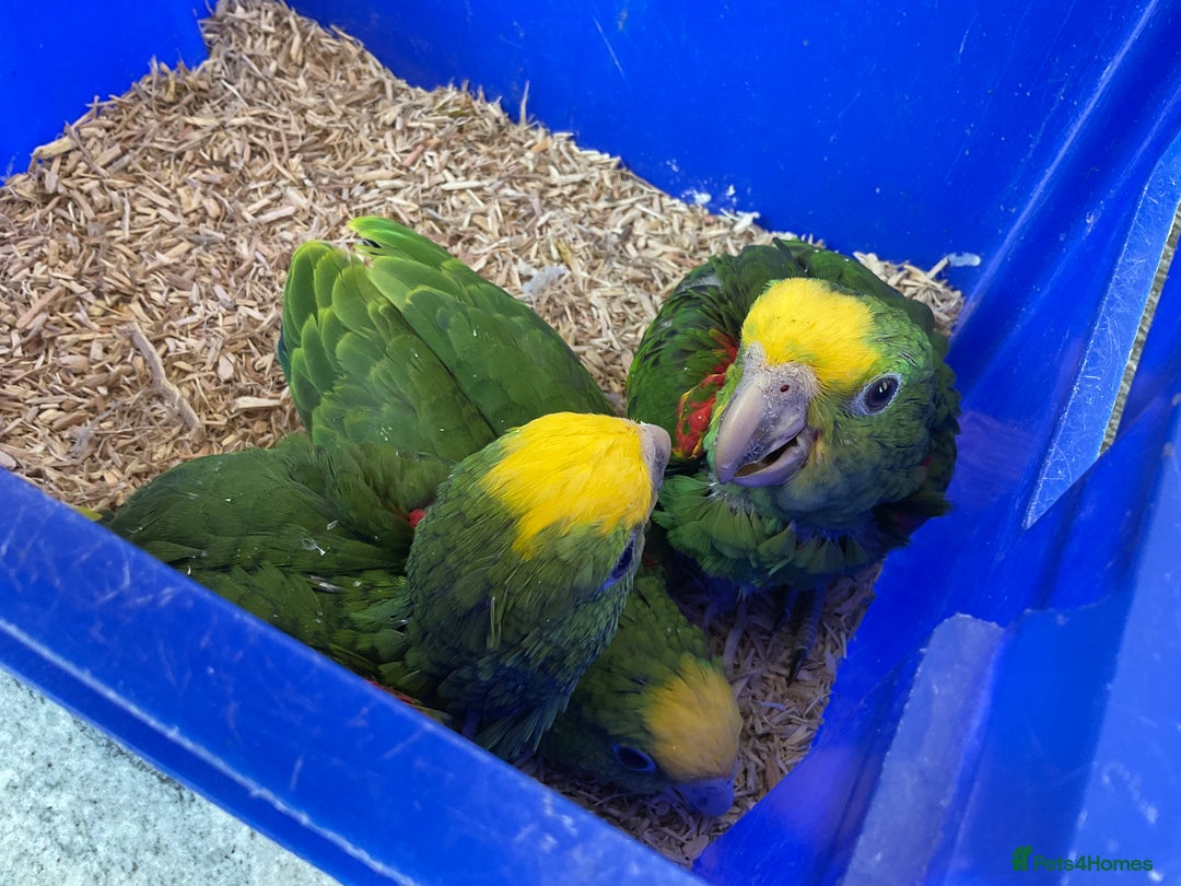 Parrots birds for sale: STUNNING BABY DOUBLE YELLOW HEADED AMAZONS - Image 8