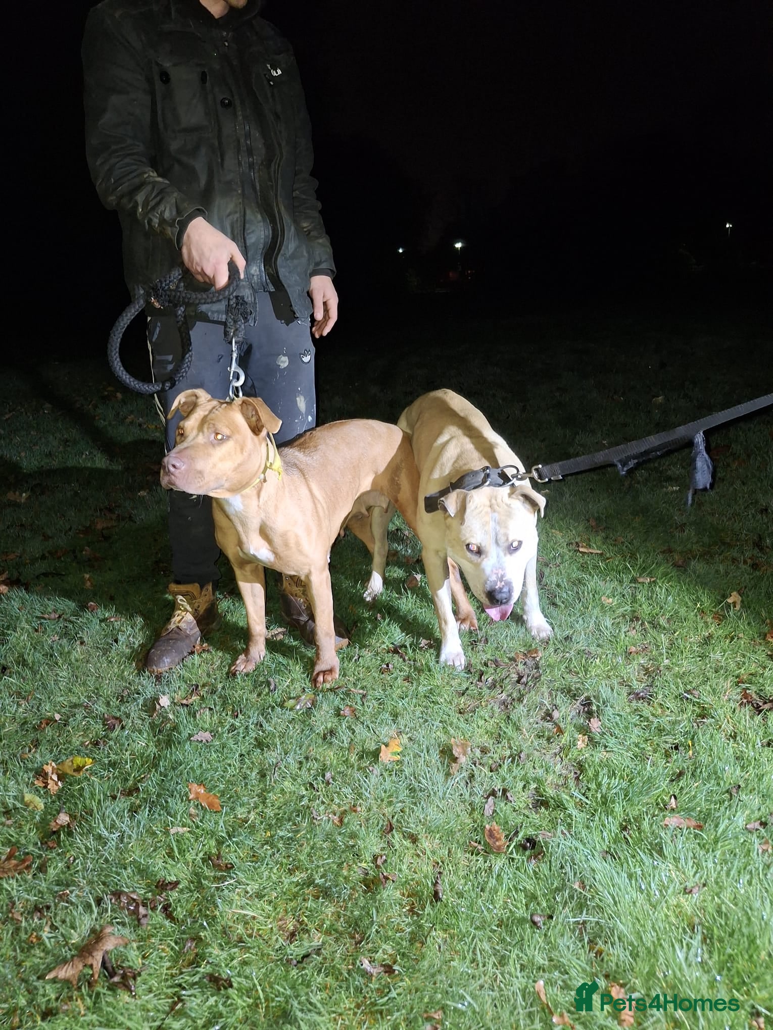 Staffordshire Bull Terrier dogs Staffy pups - Advert 1